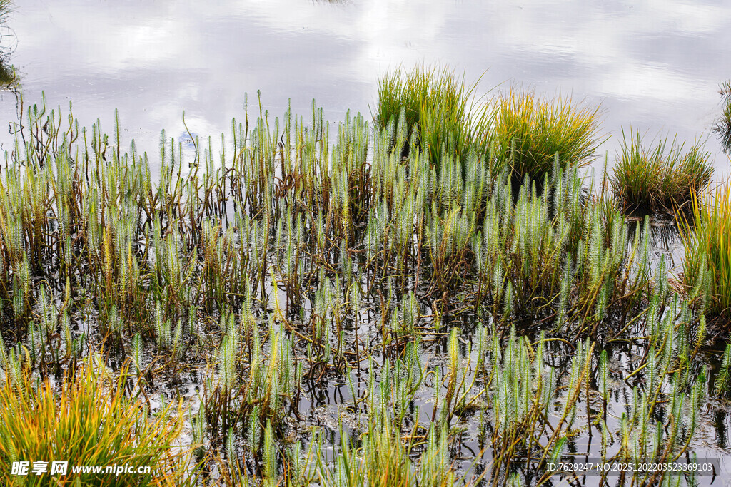高原湿地中的多样绿色水草