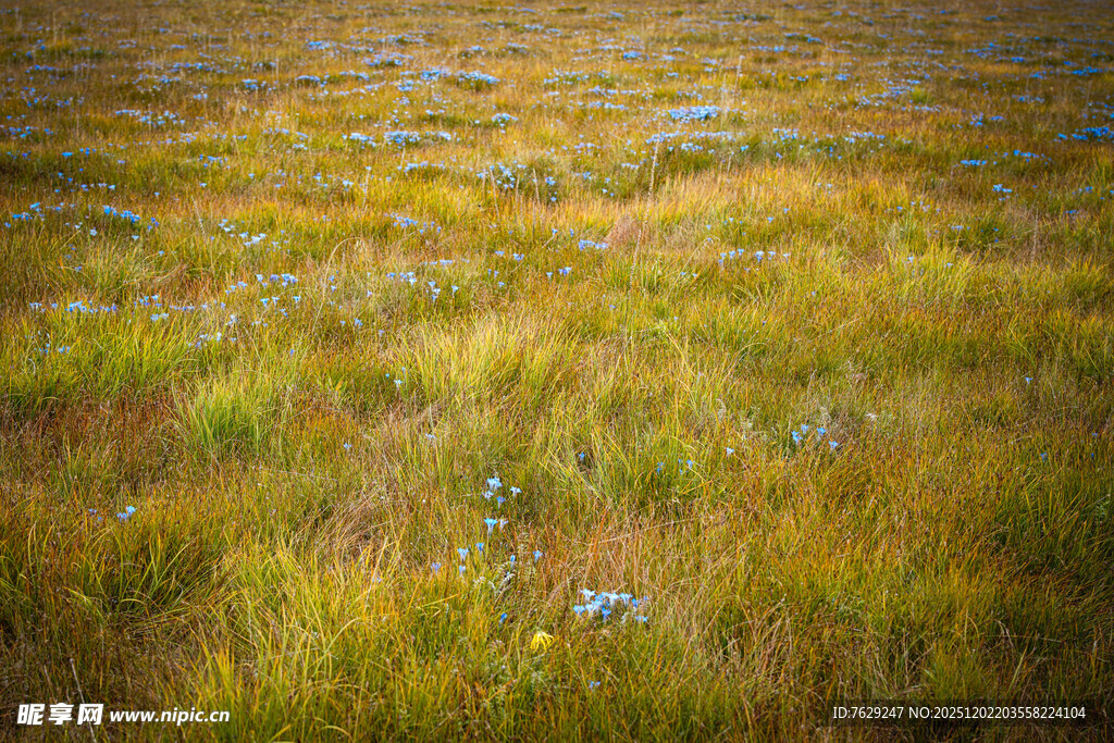 若尔盖湿地金黄水草风景
