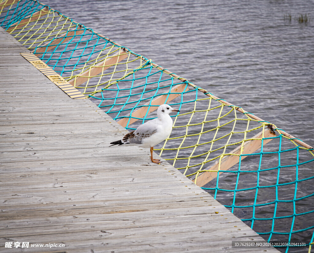木栈道上的海鸥与彩色渔网