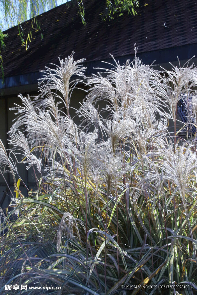 芒草  