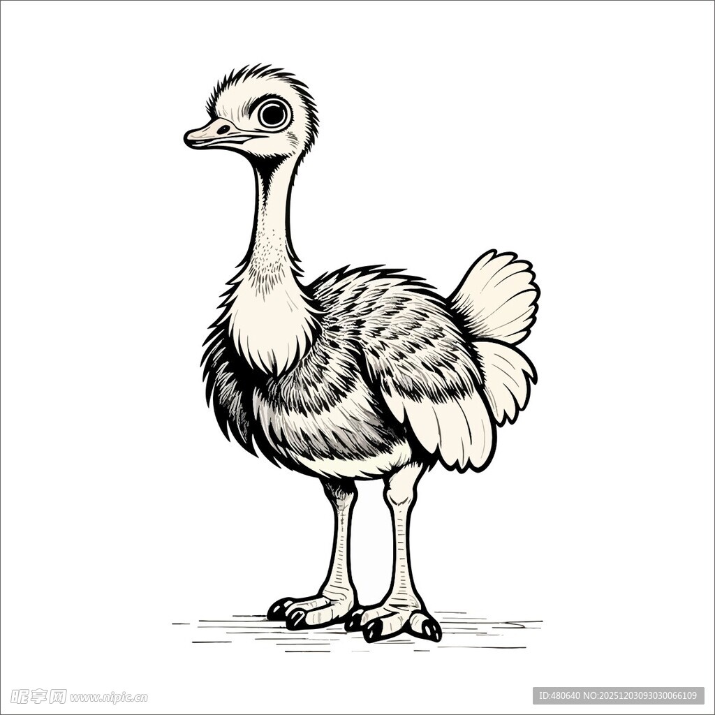 站立的鸵鸟黑白插画