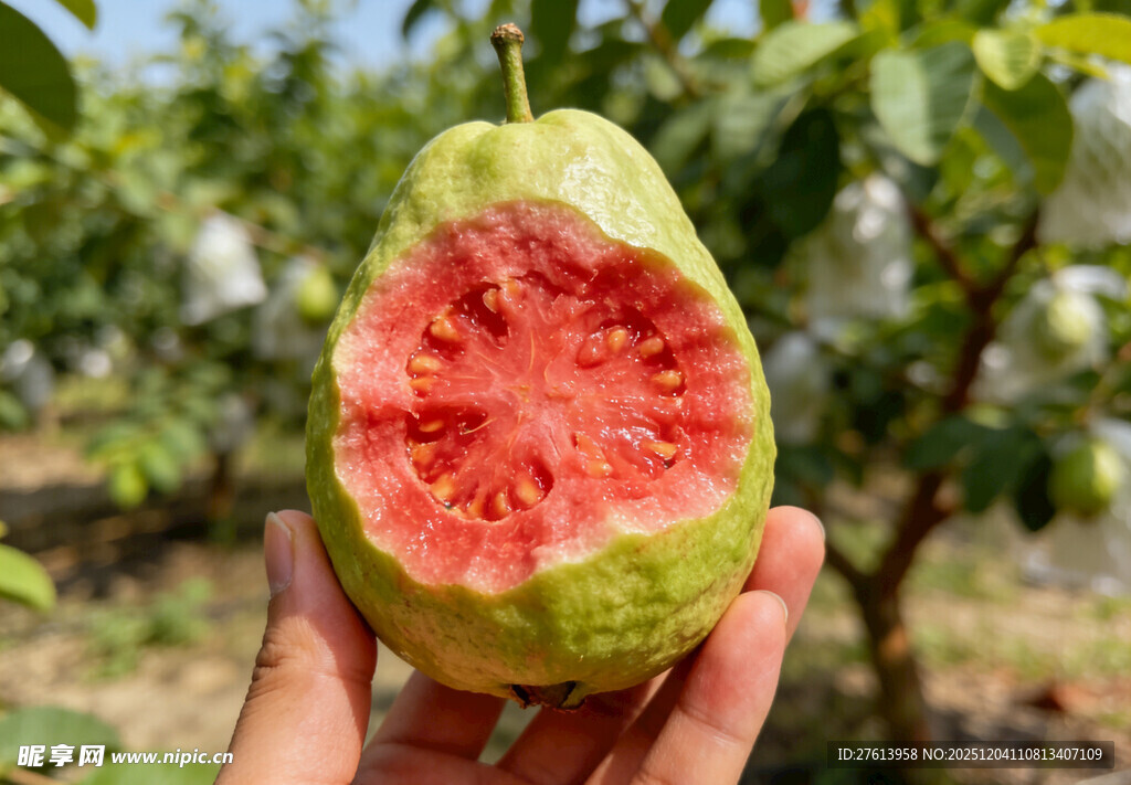 手捧红心番石榴