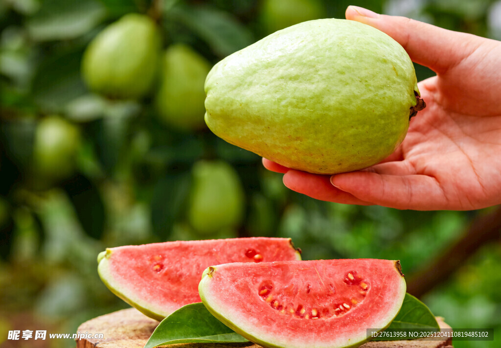 手捧番石榴芭乐