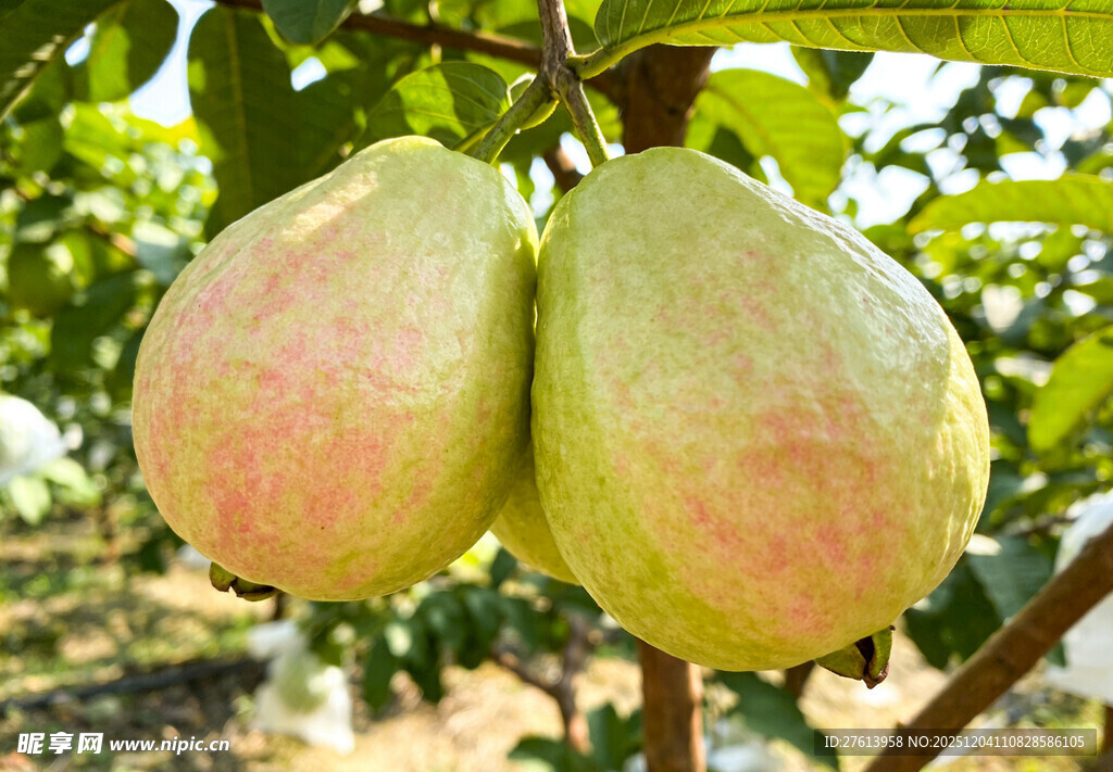 树上挂着的番石榴