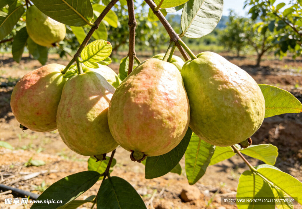 枝头挂着的芭乐