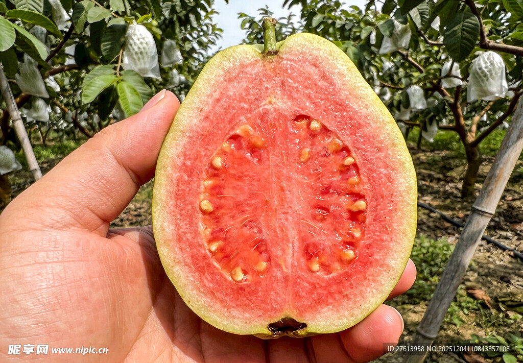 手捧切开的红心芭乐