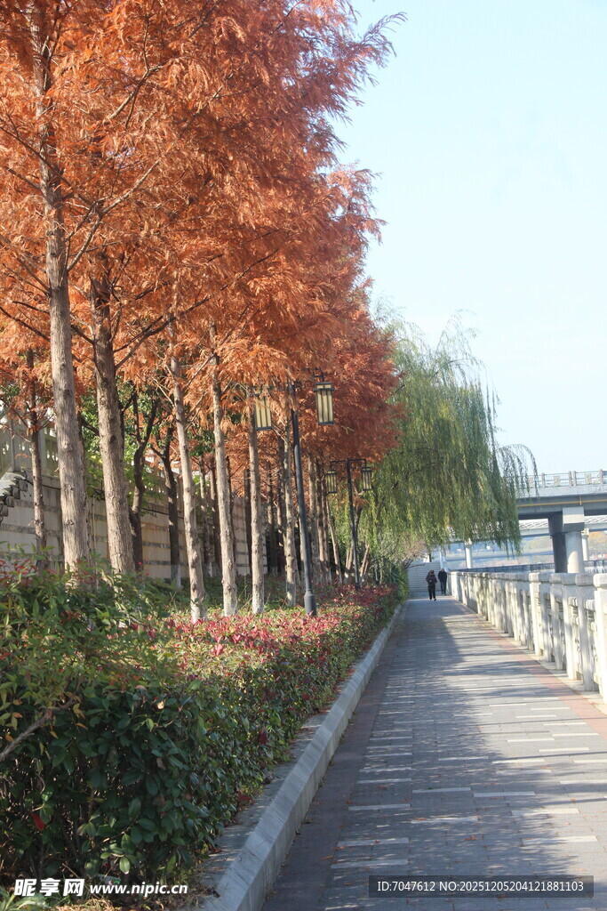 水杉秋日林荫道美景