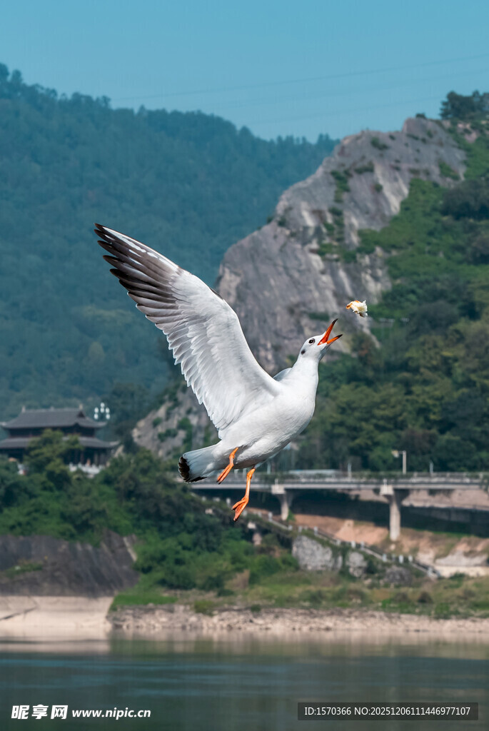 江边展翅飞翔的白色飞鸟