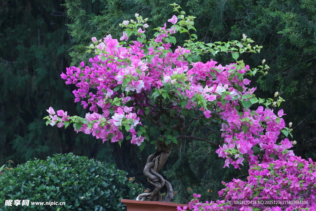 天坛花境风景 