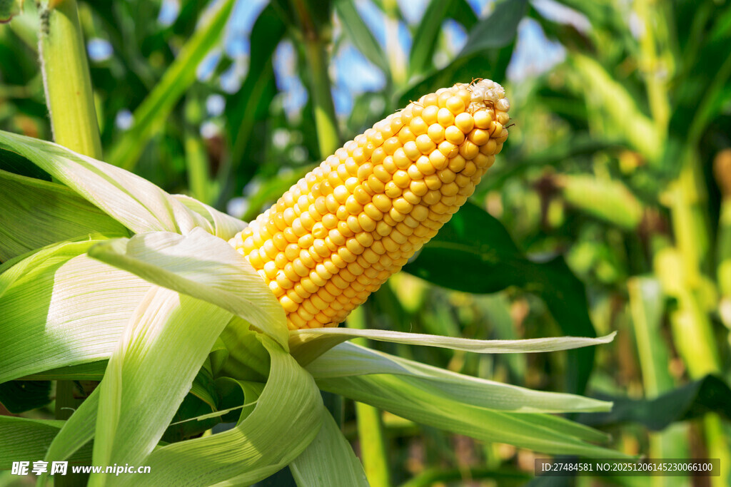玉米图片