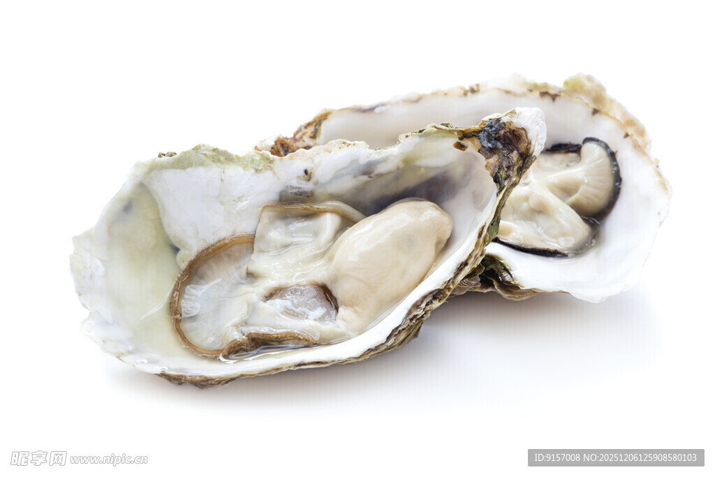新鲜打开的生蚝