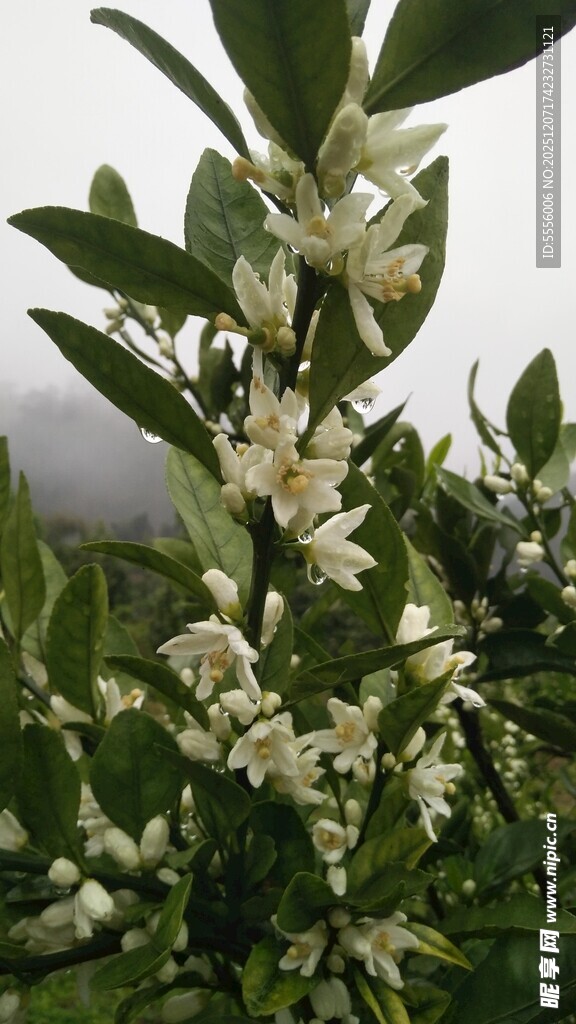 橘子花开