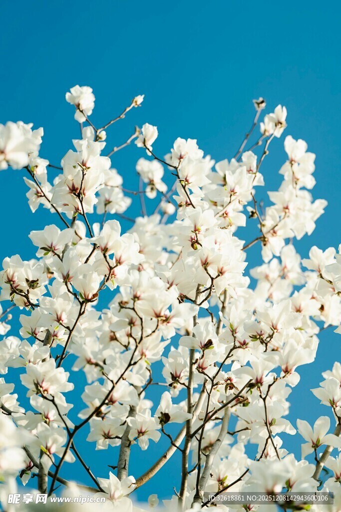 蓝天映衬下的洁白花朵
