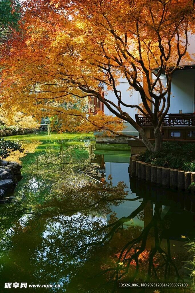 秋日庭院池塘边的绚烂景致