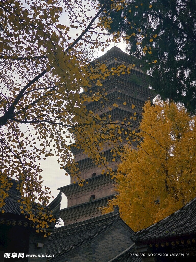 秋日古塔旁的金黄树叶