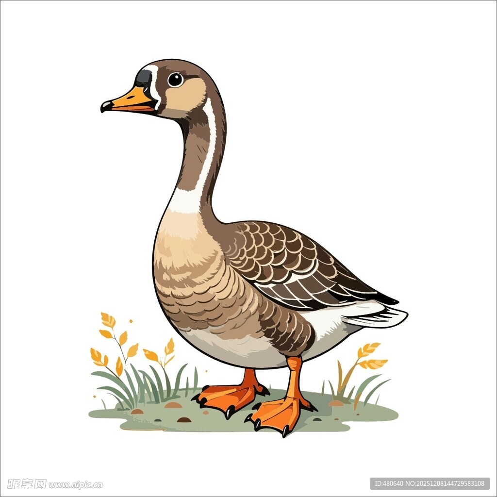 站立的灰棕鹅插画