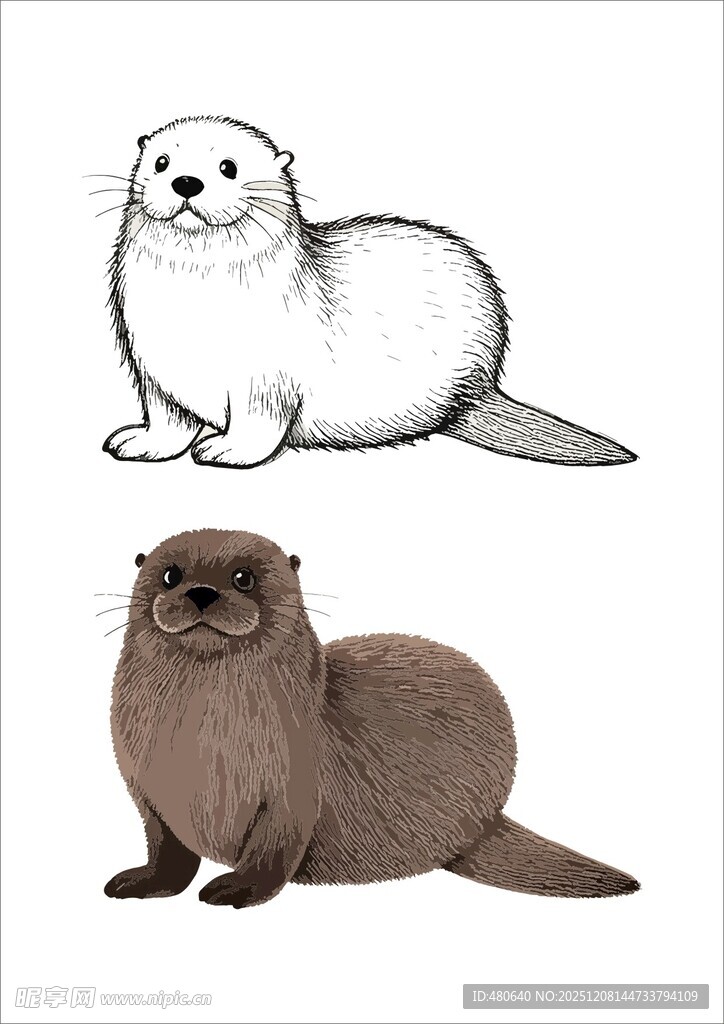 两种海獭插画
