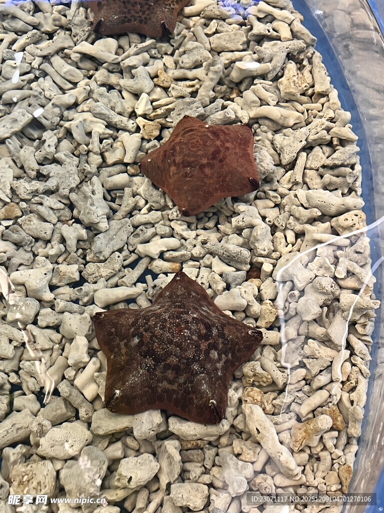 海星