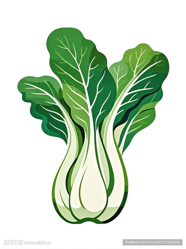 新鲜小白菜插画