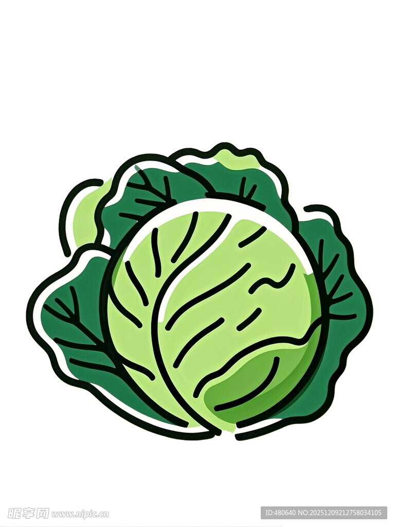 卡通卷心菜插画