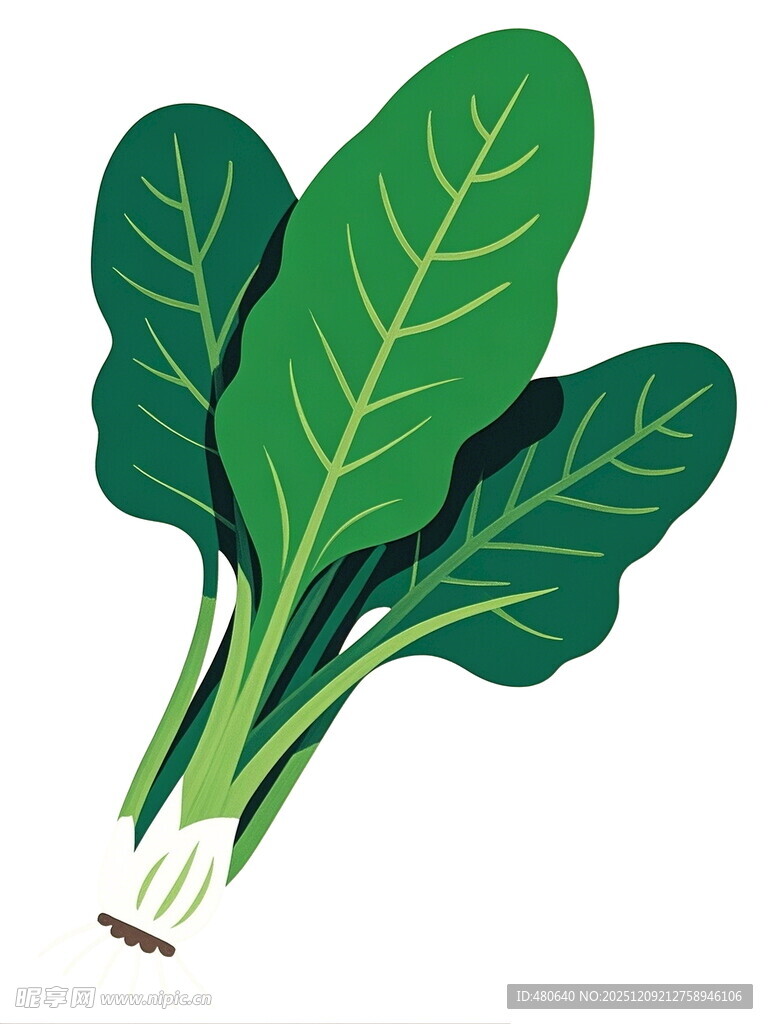 新鲜绿叶菠菜插画