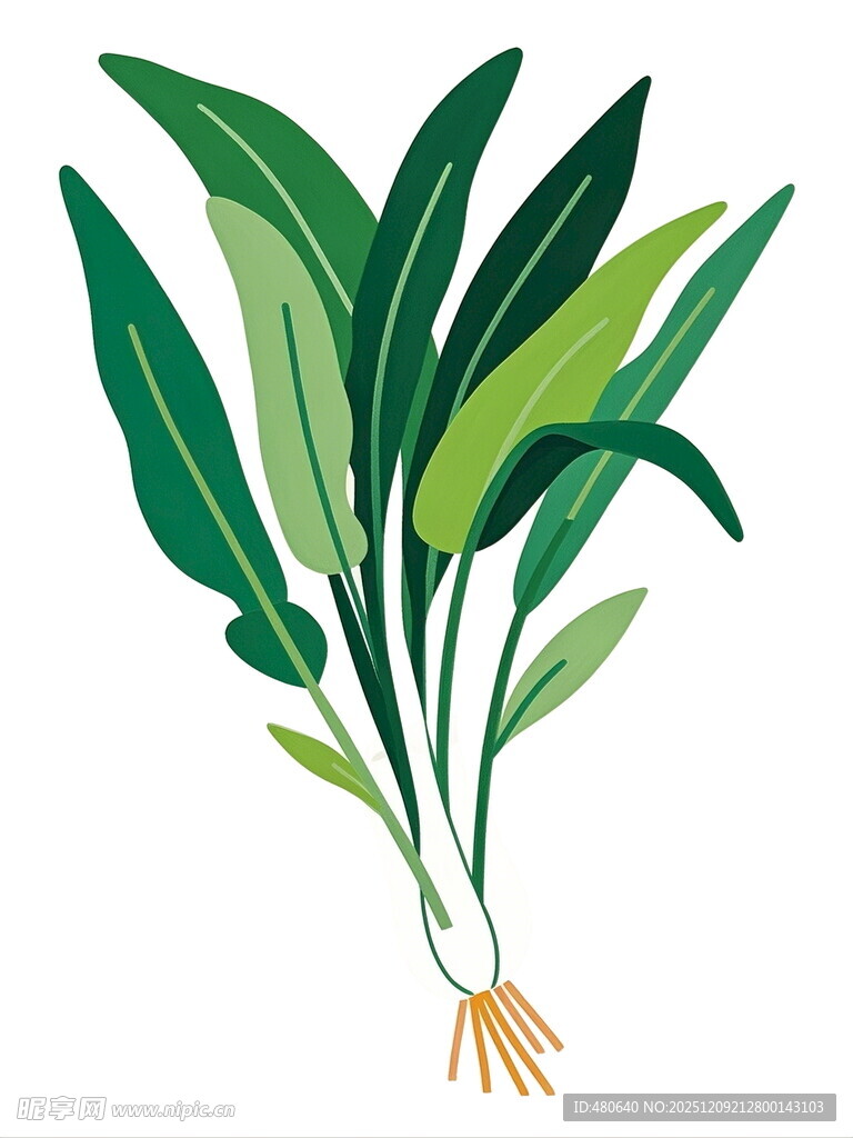 翠绿植物插画根系清晰