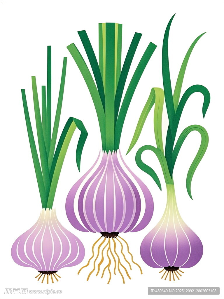 紫皮洋葱插画