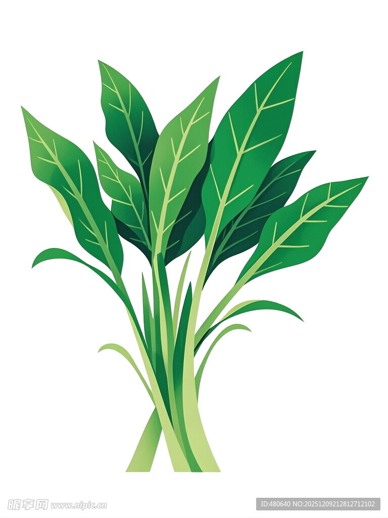 新鲜翠绿空心菜插画