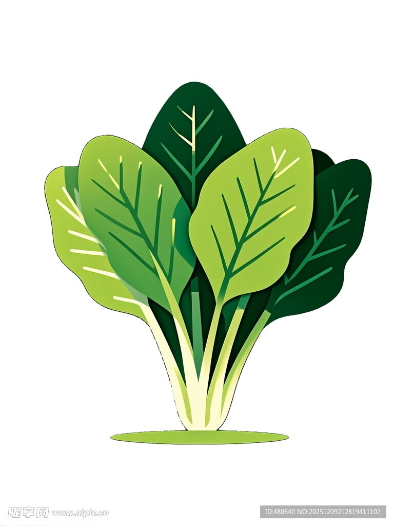 新鲜绿叶蔬菜插画