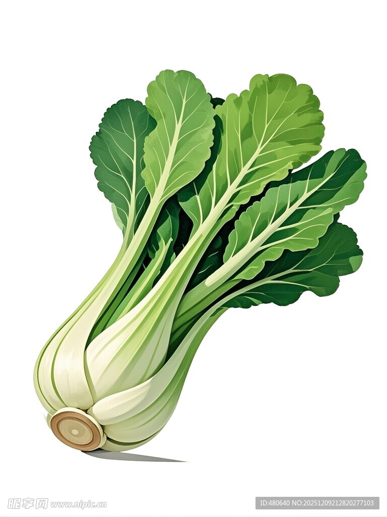 新鲜小白菜插画
