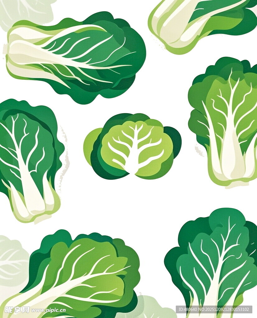 新鲜白菜插画图案