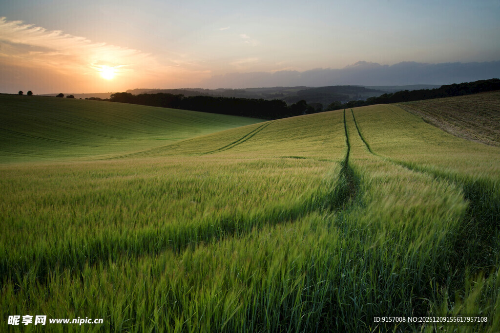 夕阳下的绿色田野小径