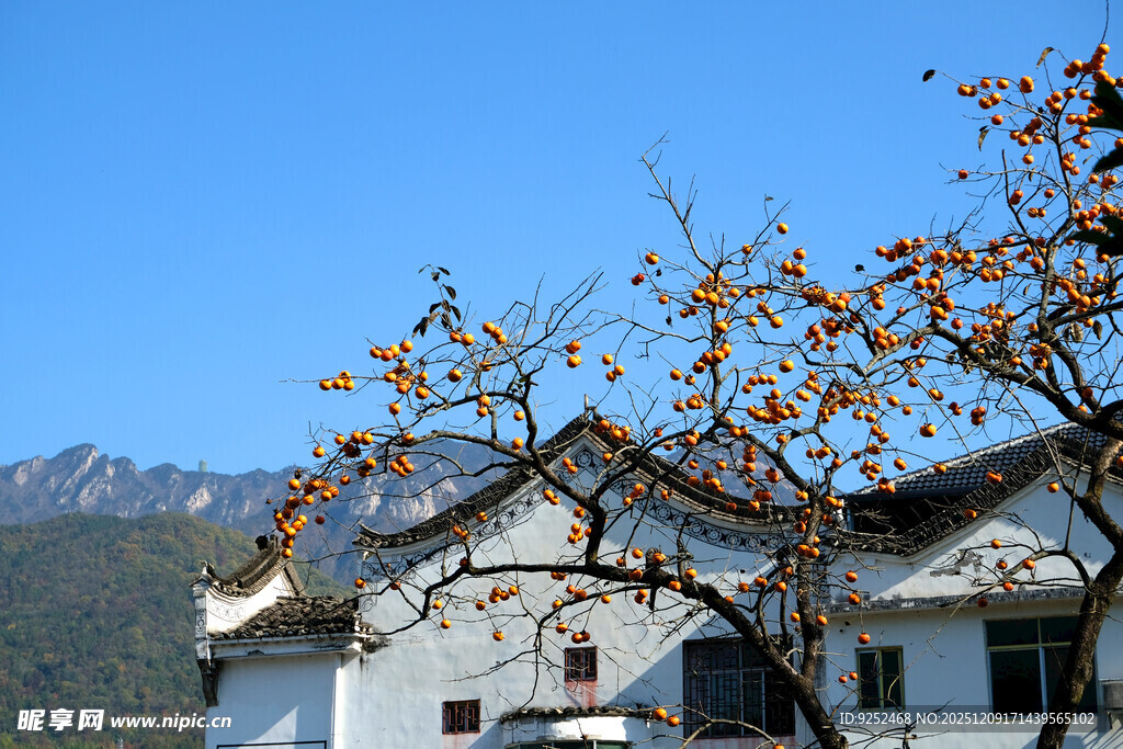 中式建筑 柿子