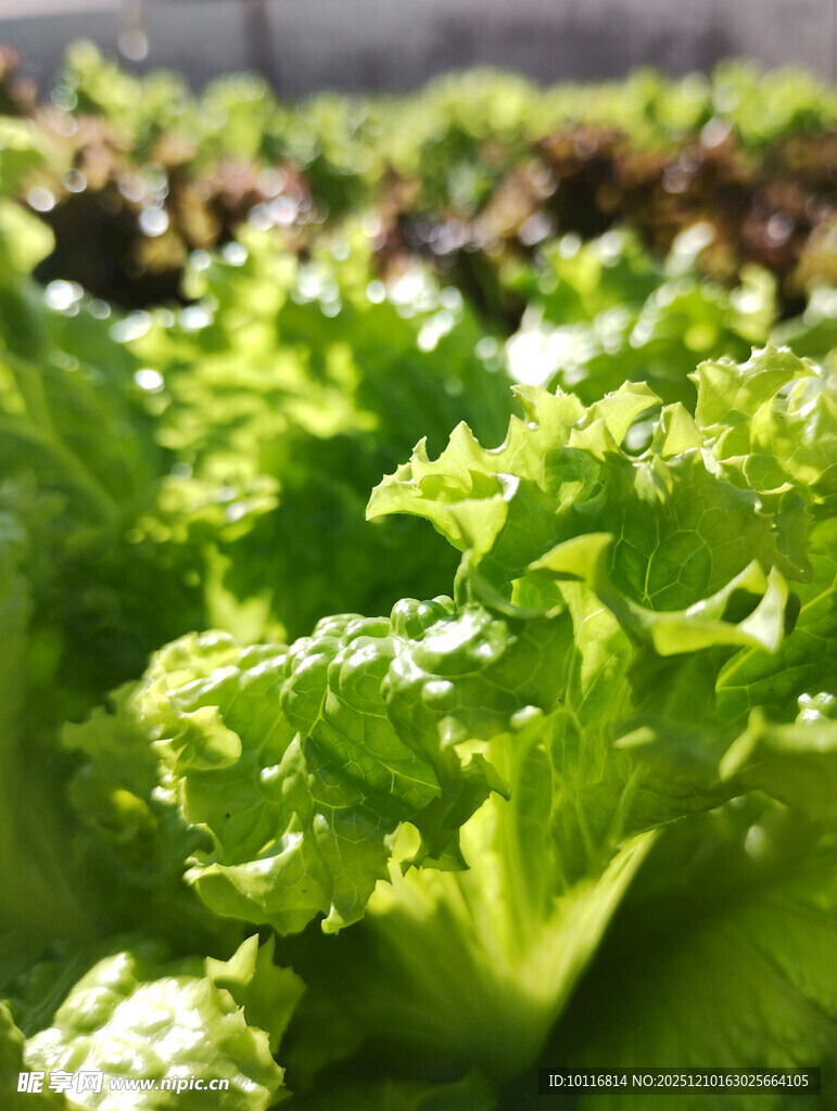 鲜嫩生菜