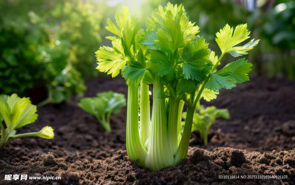 芹菜