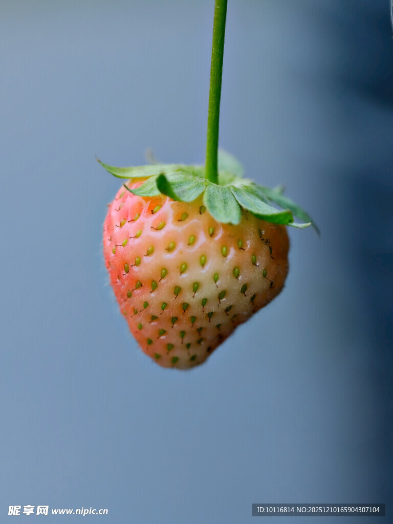 草莓
