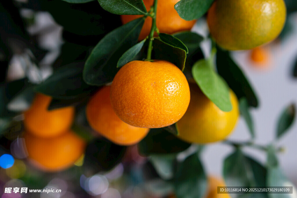 橘子