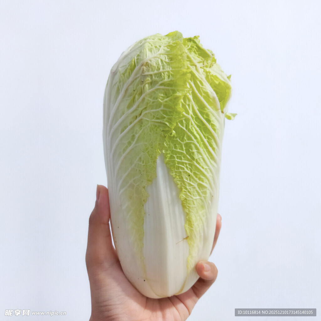 大白菜