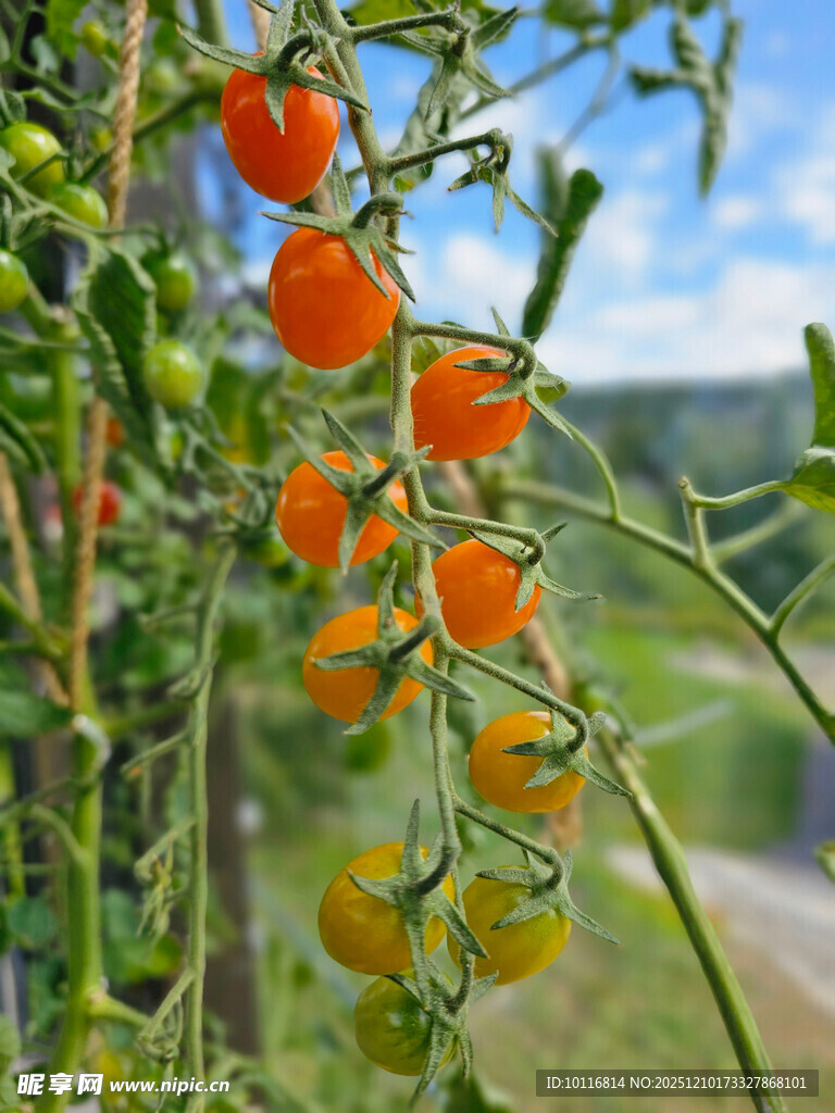 小番茄