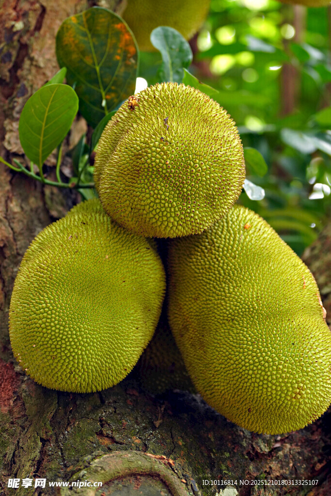 菠萝蜜