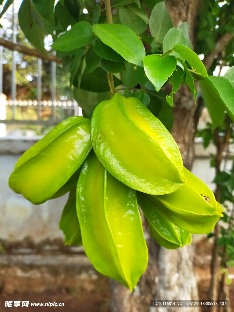 杨桃