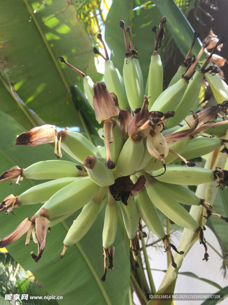 香蕉