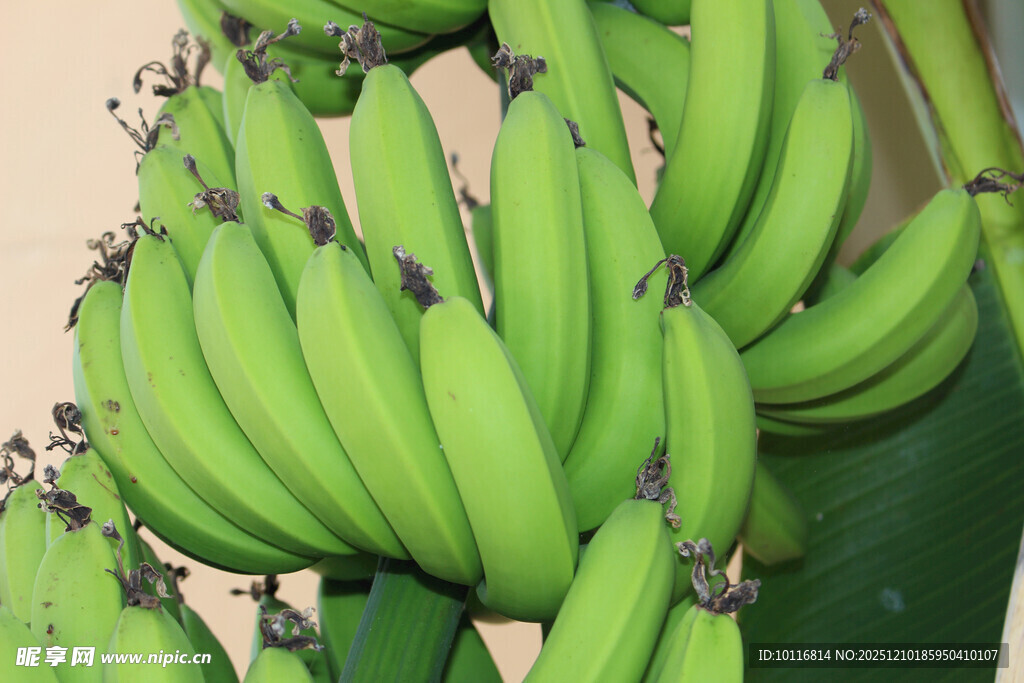 香蕉
