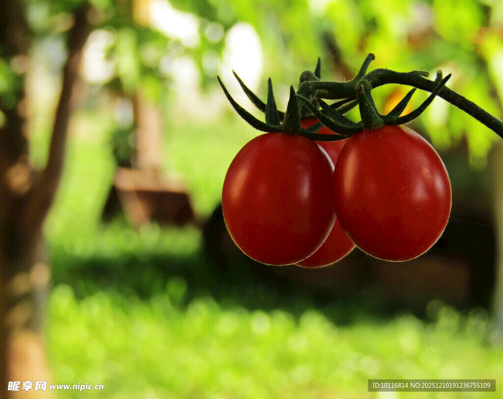 红番茄