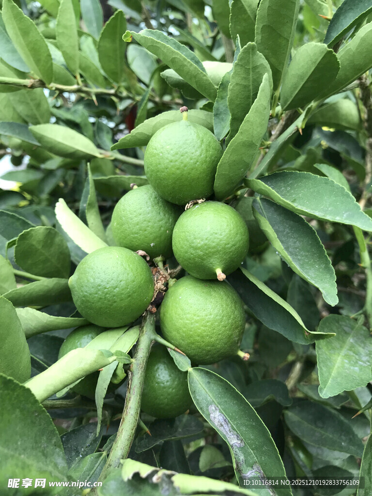 青柑橘