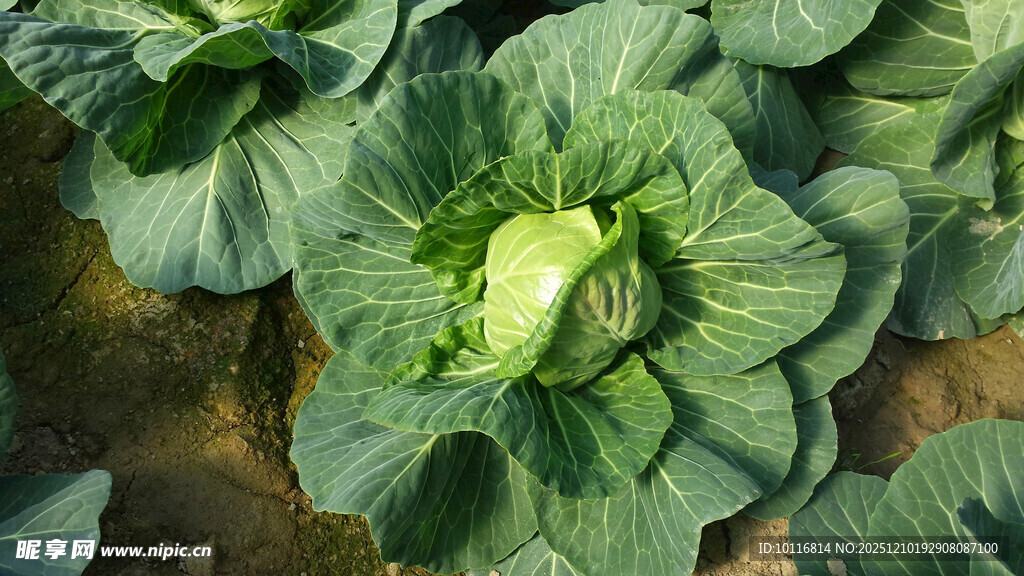 大白菜