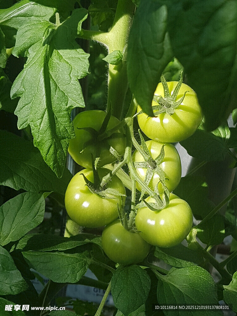 青番茄