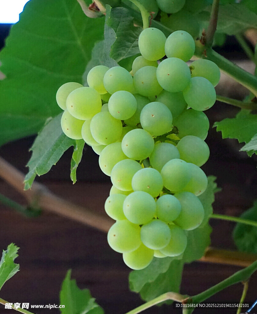 葡萄