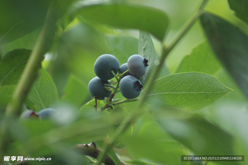 蓝莓