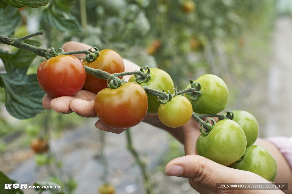 手摘鲜嫩多彩小番茄